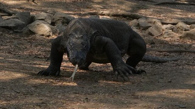 Slow motion shot of monitor lizard walking and sticking its tongue out