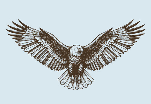 eagle flying ,sketch vector graphics monochrome illustration , Engraving