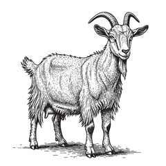 Goat illustration, drawing, engraving, ink, line art, vector