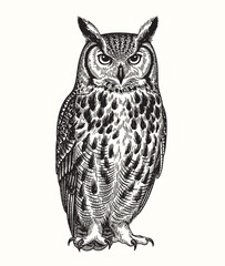 Majestic owl vintage engraving style for nature art decor