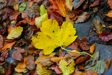 Fallen autumn leaves on ground