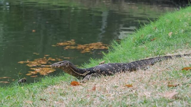 Asian water monitor lizard on riverbank