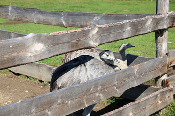 Emu kept on an animal farm as an attraction for visitors to a nearby hotel, High Tatras.