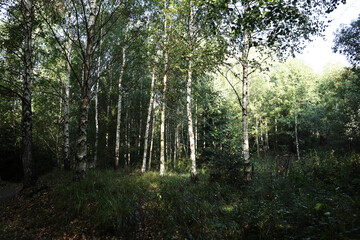 Birch grove, Tatranske Matliare, High Tatras.