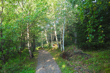 Birch grove, Tatranske Matliare, High Tatras.
