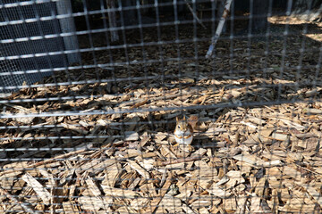 Canadian squirrels bred as an attraction on a farm, High Tatras.