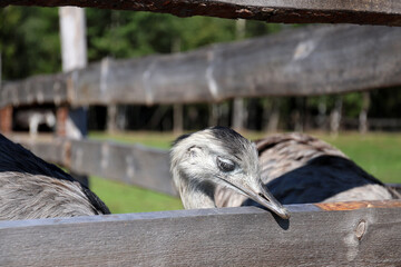 Emu kept on an animal farm as an attraction for visitors to a nearby hotel, High Tatras.