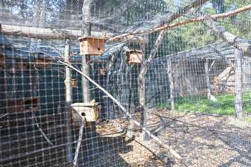 Canadian squirrels bred as an attraction on a farm, High Tatras.
