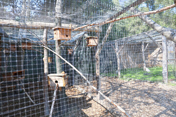 Canadian squirrels bred as an attraction on a farm, High Tatras.
