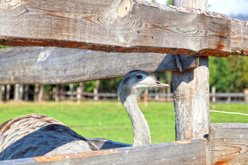 Emu kept on an animal farm as an attraction for visitors to a nearby hotel, High Tatras.
