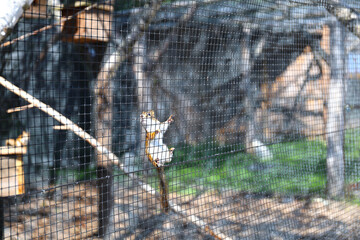 Canadian squirrels bred as an attraction on a farm, High Tatras.