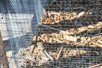 Canadian squirrels bred as an attraction on a farm, High Tatras.