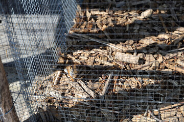 Canadian squirrels bred as an attraction on a farm, High Tatras.