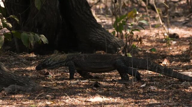 Monitor lizard walking slowly, passing a tree