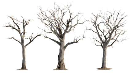 Group of Leafless Trees with Branches on Transparent Background for Use in Compositing and Graphic Design