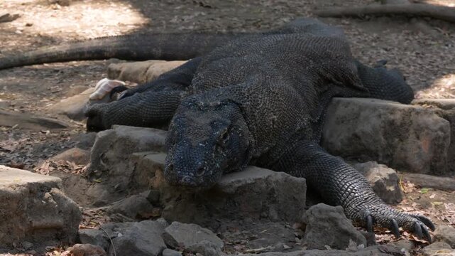 Monitor lizard lies motionless on rocks