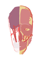 Anatomical illustration of a man's head and neck reveals detailed brain structure and facial muscles against a clean white background.