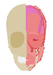 A detailed anatomical painting of a human skull reveals the intricate structure of the cranium, brain cavity, and facial muscles.