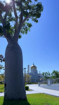 Brunei Darussalam - June 25, 2025: Sultan Omar Ali Saifuddin Mosque in Bandar Seri Begawan. Mosque with baobab trees in the foreground. Mosque facade and dome in sunlight. 4К