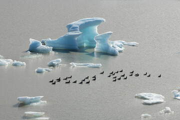 View of azure icebergs drifting serenely on the silver-toned glacial lagoon, with a flock of ducks gliding across the tranquil waters, Skaftafell, Sveitarfelagid Hornafjordur, Iceland.