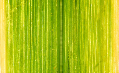 Fototapeta premium Vertical Striped Green Leaf Backlit Macro Pattern