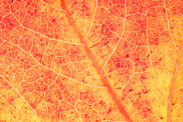 Naklejka premium Backlit Yellow Leaf Showing Vein Structure in Detail