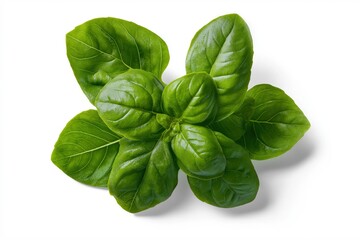 Obraz premium Fresh Basil Leaves on White Background