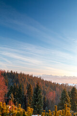 winter forest under clear blue sky with snowy High Tatras peaks in distance at sunset