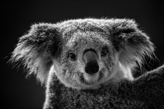 Real black and white photograph of an adorable koala looking directly into the camera