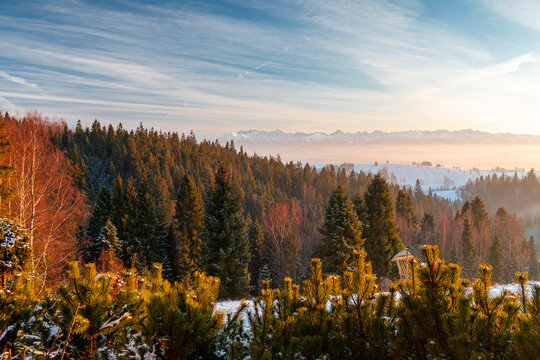 sunrise over frosty pine forest in Gorce with snowy fields and distant Tatras mountain range, winter scene