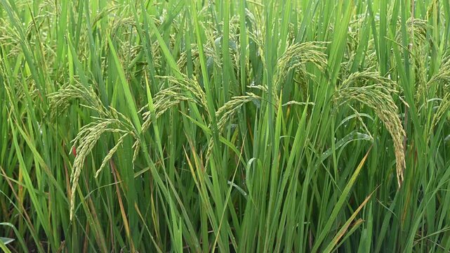 Oryza sativa field (or Asian rice) growing in rural Thailand. Thailand has a strong tradition of rice production. It has the fifth largest amount of rice cultivation in the world.