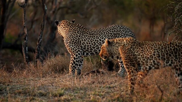 Two leopards in the wild, slow motion