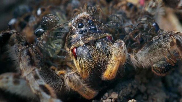 Tarantula with spiderlings