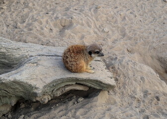 Suricata (Suricata suricatta) seduta sulla pietra nello ZOO