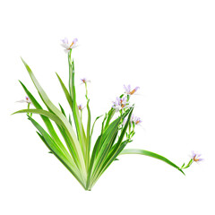 3d illustration of Butomus Plant isolated on transparent background