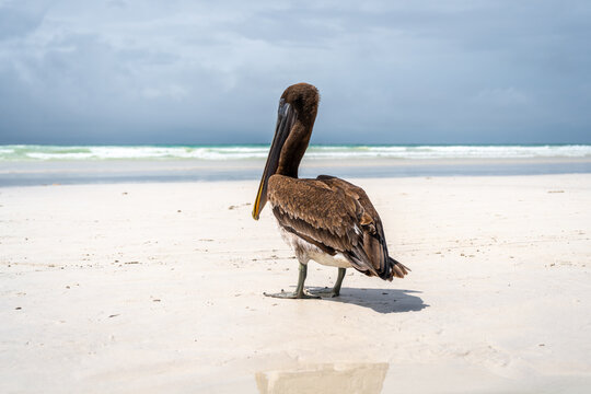 Brown pelican resting on rocks at Tortuga Bay, Galapagos islands, Ecuador