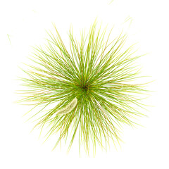 Fototapeta premium 3d illustration of deer grass isolated on transparent background from top view