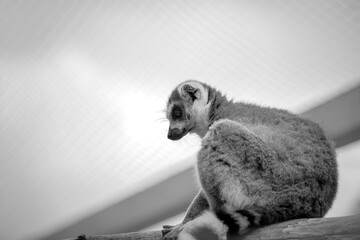 Monochrome portrait of a lemur at the zoo