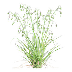 3d illustration of green Common quaking grass panorama isolated on transparent background