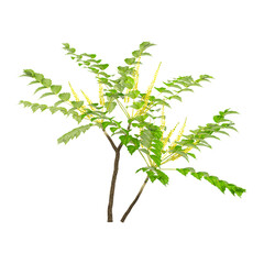 3d illustration of Mohonia tree isolated on transparent background