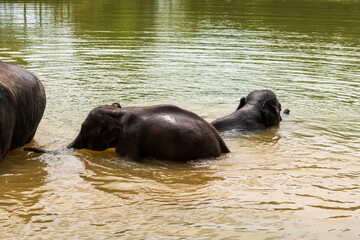 Fototapeta premium Young elephants splash in river, Juvenile elephants bathe in tropical river with gentle trunks, Playful young elephants wade through warm muddy waters along lush riverbank