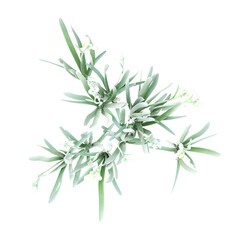 3d illustration of Snowdrop tree isolated on transparent background from top view