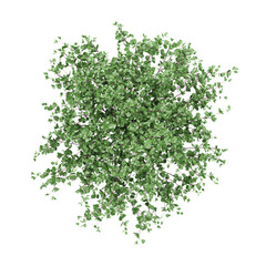 Obraz premium 3d illustration of Sasanqua camellia tree isolated on transparent background