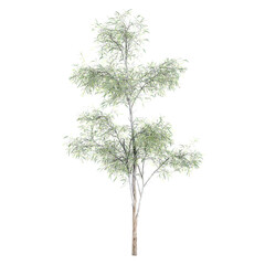 Obraz premium 3d illustration of Southern Blue gum Tree isolated on transparent background