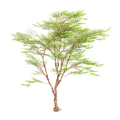Obraz premium 3d illustration of Tall Stewartia Tree isolated on transparent background