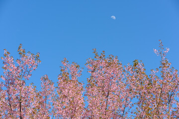 Thailand Sakura pink flower : Full pink cherry blossom on spring in the morning at Chiang Mai province, north of Thailand.