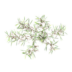 3d Rendering Of grass on Transparent Canvas from top view