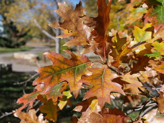 Autumn Foliage of Scarlet Oak (Quercus coccinea) in Late Fall, Colorado