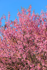 Thailand Sakura pink flower : Full pink cherry blossom on spring in the morning at Chiang Mai province, north of Thailand.