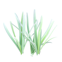 3D rendering of Snowdrop tree on transparent background